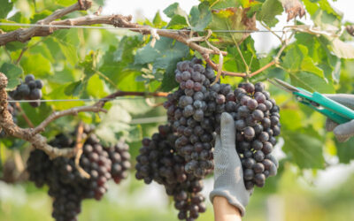 Épernay en automne : que faire de septembre à novembre 2026