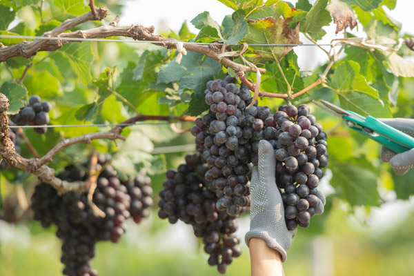 Épernay in Autumn: What to Do from September to November 2026